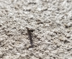Calosotinae