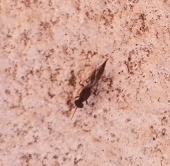 Calosotinae