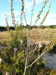 Asphodelus serotinus