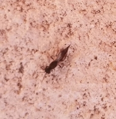 Calosotinae