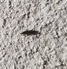 Calosotinae