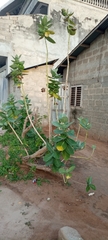 Calotropis procera