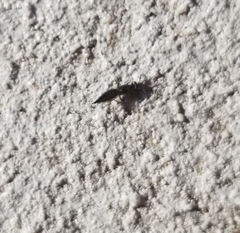 Calosotinae