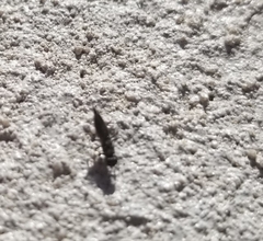 Calosotinae