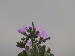 Malva sylvestris