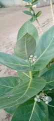 Calotropis procera image