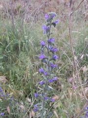Echium vulgare