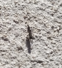 Calosotinae