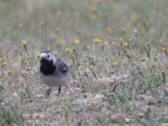 Motacilla alba