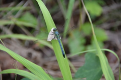 Erythemis simplicicollis