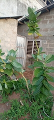 Calotropis procera
