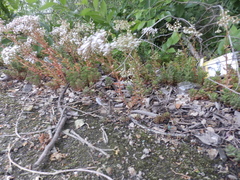 Sedum album