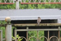 Turdus iliacus