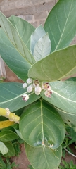 Calotropis procera image