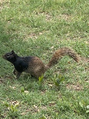 Otospermophilus variegatus