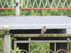 Turdus iliacus