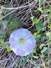 Calystegia macrostegia macrostegia