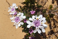 Iberis procumbens