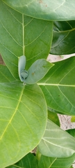 Calotropis procera image