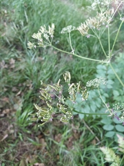 Anthriscus sylvestris