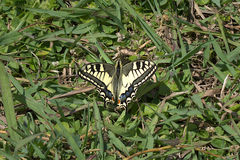 Papilio machaon