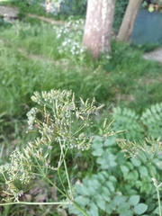 Anthriscus sylvestris