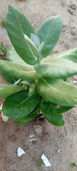 Calotropis procera