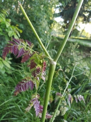 Anthriscus sylvestris