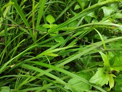 Carex dimorpholepis