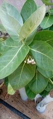 Calotropis procera