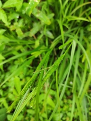 Carex dimorpholepis
