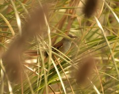 Limnoctites sulphuriferus