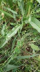 Rumex papillaris
