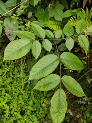 Rosa multiflora cathayensis