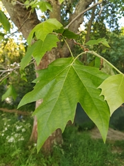 Platanus × hispanica