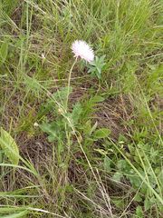 Psephellus ciscaucasicus