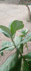 Calotropis procera image