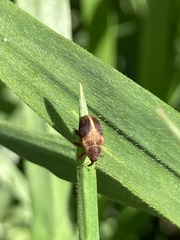 Lignyodes enucleator