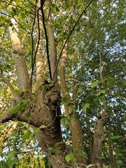 Platanus × hispanica