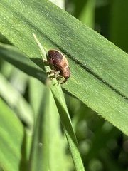 Lignyodes enucleator
