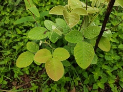 Lespedeza davidii
