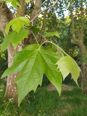 Platanus × hispanica