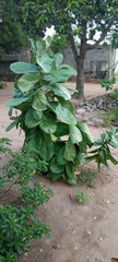 Calotropis procera