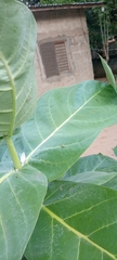 Calotropis procera