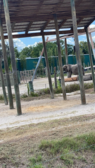 Elephantidae
