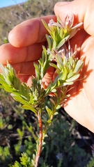 Leucadendron verticillatum