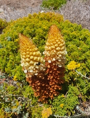 Orobanche densiflora