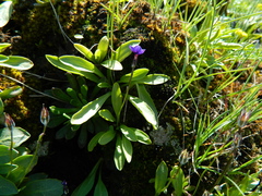 Primula cusickiana