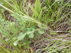 Psephellus ciscaucasicus