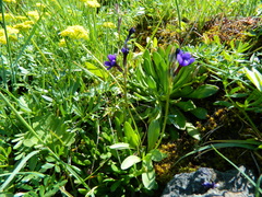 Primula cusickiana